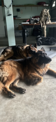 Lost Female Dog last seen Shannon Ranch, Visalia, CA 93291