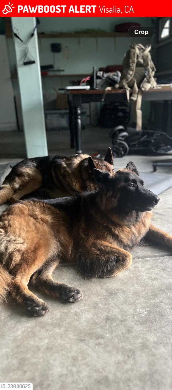 Lost Female Dog last seen Shannon Ranch, Visalia, CA 93291