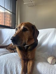 Found/Stray Male Dog last seen S Main by Mission Brewery, Akron, OH 44311