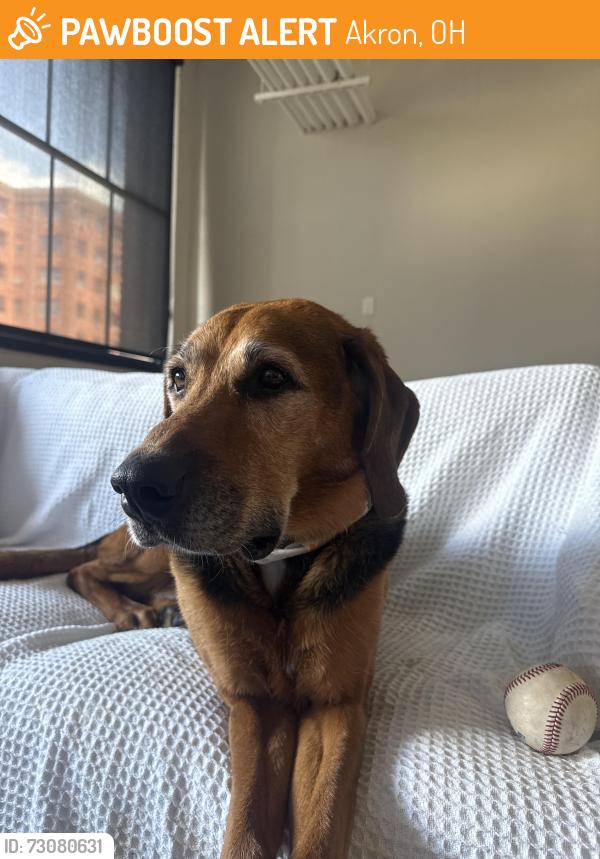 Found/Stray Male Dog last seen S Main by Mission Brewery, Akron, OH 44311