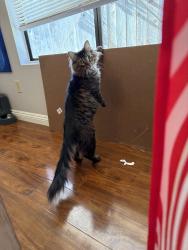 Lost Male Cat last seen Rising hill road and old pomona road, Pomona, CA 91766
