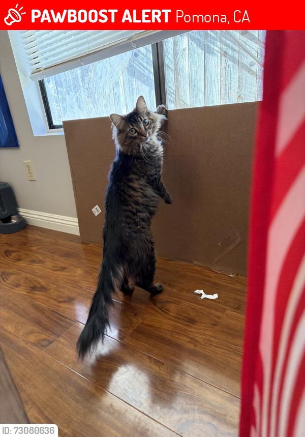 Lost Male Cat last seen Rising hill road and old pomona road, Pomona, CA 91766
