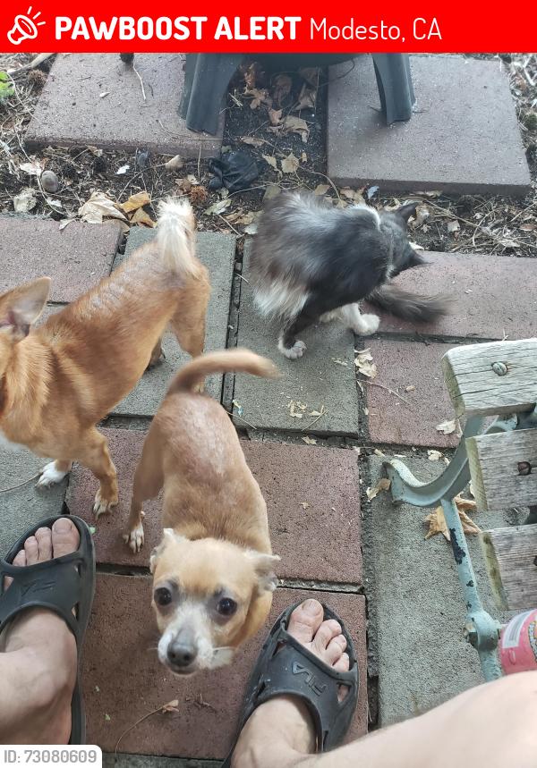 Lost Male Dog last seen Sonora and Anthony Avenue, Modesto, CA 95351