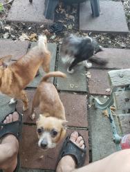 Lost Male Dog last seen Sonora and Anthony Avenue, Modesto, CA 95351