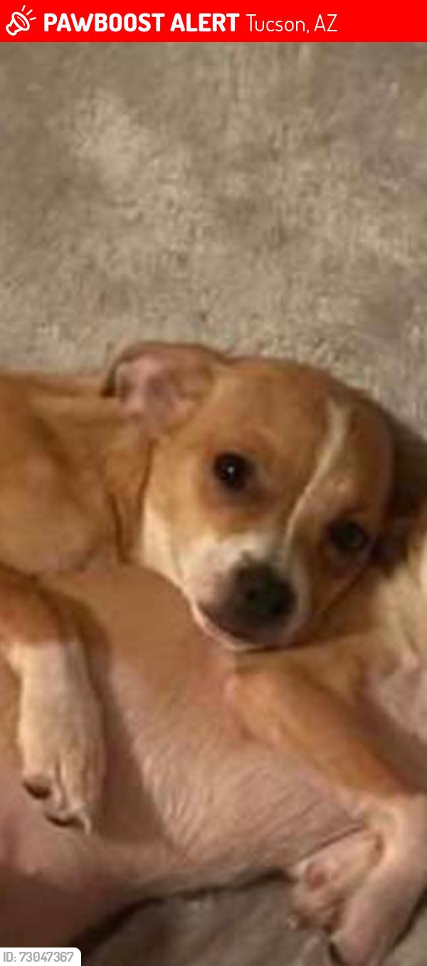 Lost Male Dog last seen Alvernon and speedway, Tucson, AZ 85712