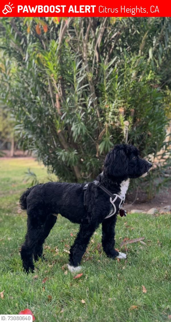 Lost Male Dog last seen Kittery/pippin, Citrus Heights, CA 95621