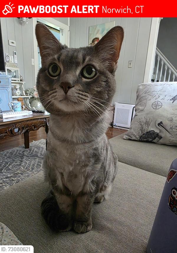 Lost Female Cat last seen Greenville Area- Boswell Ave., Norwich, CT 06360