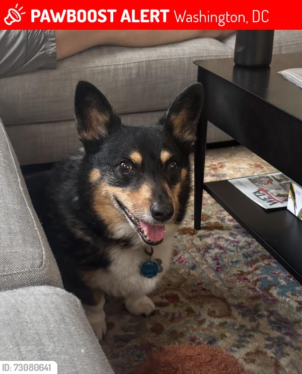 Lost Male Dog last seen 17th and Hamlin St NE, Washington, DC 20018