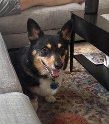 Lost Male Dog last seen 17th and Hamlin St NE, Washington, DC 20018