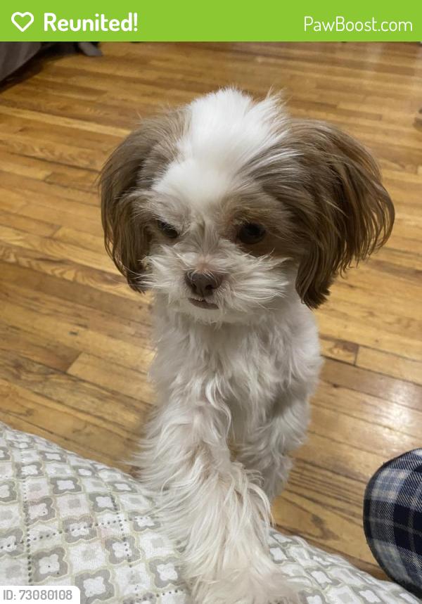 Reunited Female Dog last seen Holly Avenue and Cedar street , Hempstead, NY 11550