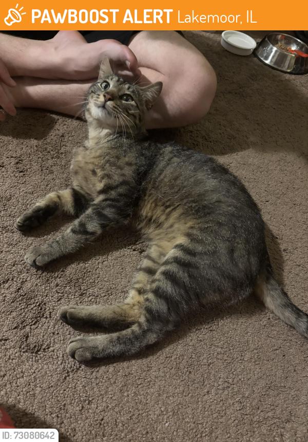 Found/Stray Male Cat last seen Hwy 120 and Darrel rd, Lakemoor, IL 60051