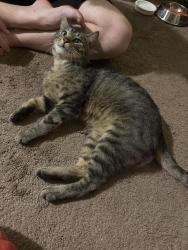 Found/Stray Male Cat last seen Hwy 120 and Darrel rd, Lakemoor, IL 60051