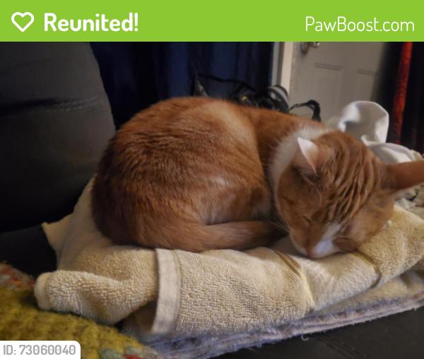Reunited Female Cat last seen North point Blvd , Baltimore, MD 21224