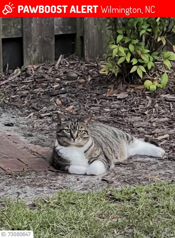 Lost Female Cat last seen Masonboro Loop Rd, Wilmington, NC 28409