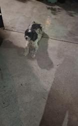 Lost Male Dog last seen 67/Denker, Los Angeles, CA 90047