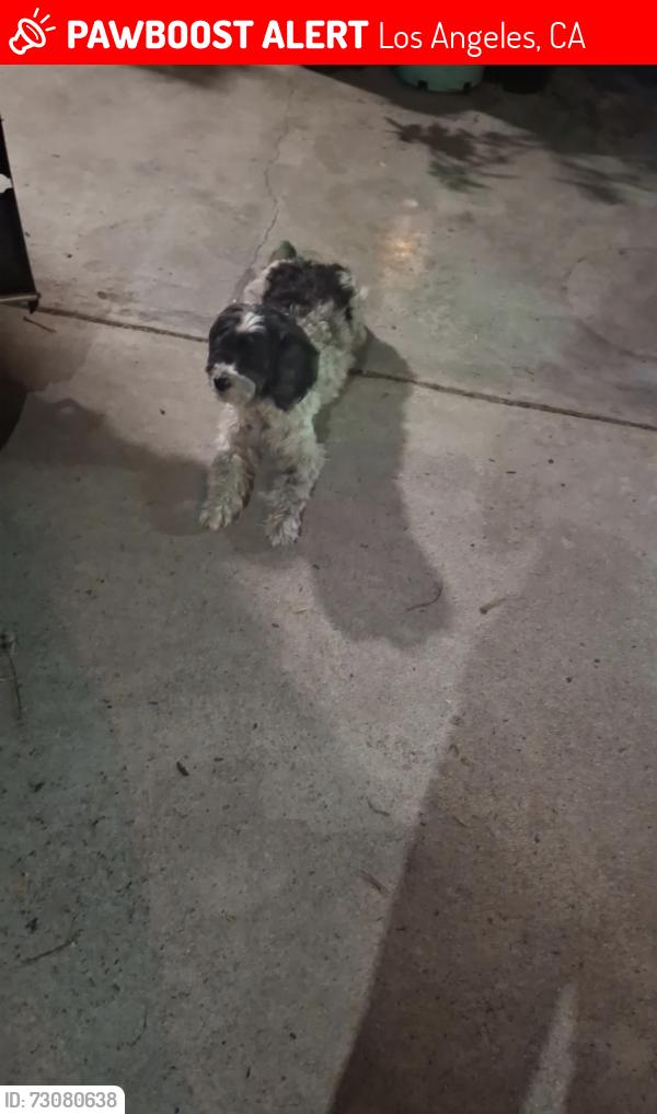 Lost Male Dog last seen 67/Denker, Los Angeles, CA 90047