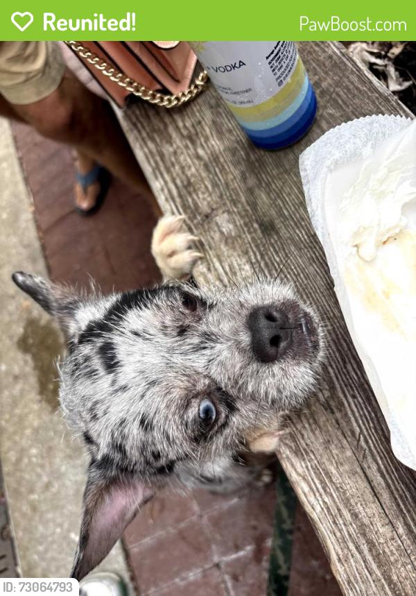 Reunited Female Dog last seen Light st and calvert, Baltimore, MD 21230