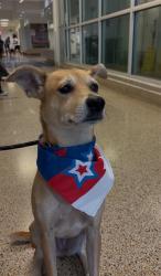 Shelter Stray Female Dog last seen US1 AND 17 AVE, 3599 NW 79th Ave, Doral, FL 33122, USA