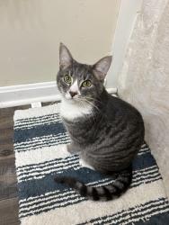 Lost Female Cat last seen The Hamlet, Dover, DE 19904