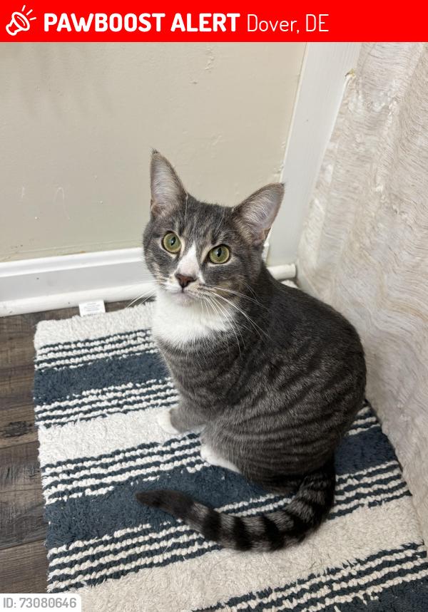 Lost Female Cat last seen The Hamlet, Dover, DE 19904