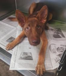 Shelter Stray Female Dog last seen , 1850 W 60th St, Los Angeles, CA 90047, USA