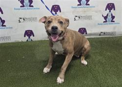 Shelter Stray Female Dog last seen , 2769 Conroy Rd, Orlando, FL 32839, USA