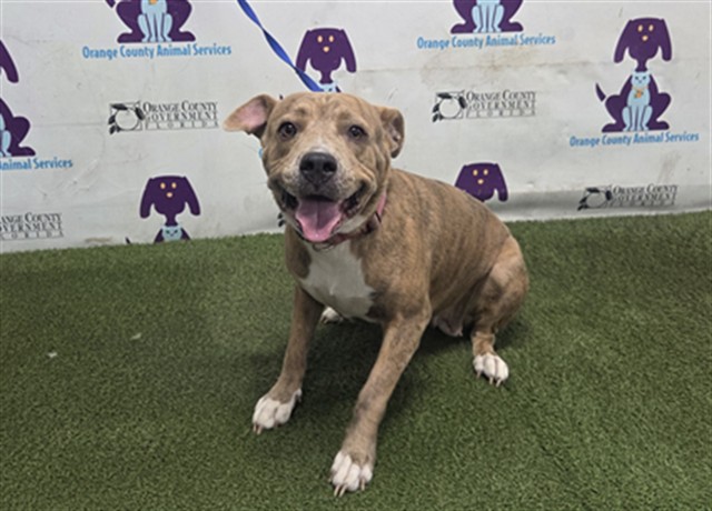 Shelter Stray Female Dog last seen , 2769 Conroy Rd, Orlando, FL 32839, USA