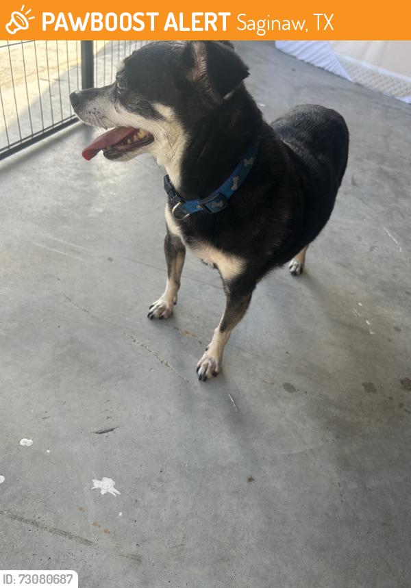 Found/Stray Male Dog last seen Bailey bosswell, Saginaw, TX 76131