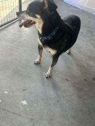 Found/Stray Male Dog last seen Bailey bosswell, Saginaw, TX 76131