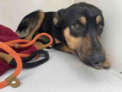 Shelter Stray Male Dog last seen DOUBLE CANYON, 2481 Palomar Airport Rd, Carlsbad, CA 92011, USA