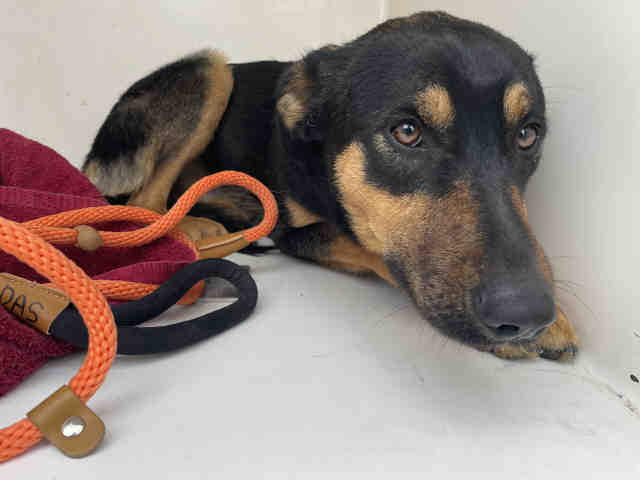 Shelter Stray Male Dog last seen DOUBLE CANYON, 2481 Palomar Airport Rd, Carlsbad, CA 92011, USA