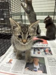 Shelter Stray Female Cat last seen , 14409 Vanowen St, Van Nuys, CA 91405, USA