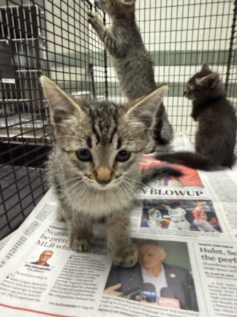 Shelter Stray Female Cat last seen , 14409 Vanowen St, Van Nuys, CA 91405, USA