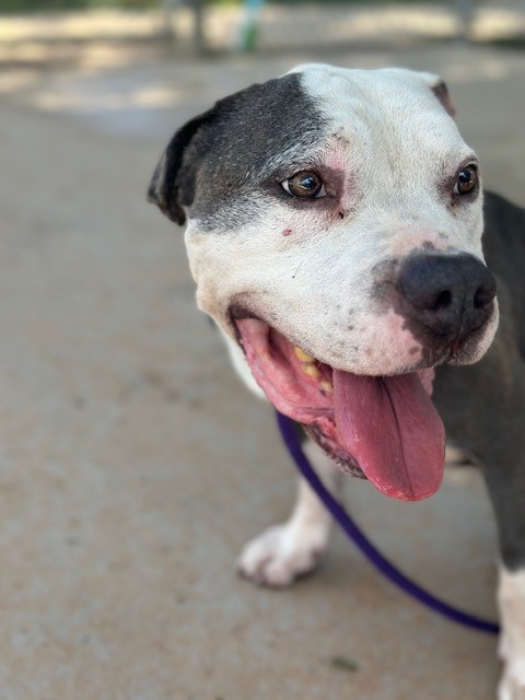 Shelter Stray Male Dog last seen CHARLOTTE, 8315 Byrum Dr, Charlotte, NC 28217, USA