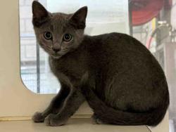 Shelter Stray Male Cat last seen EL CAMINITO FALLBROOK, 5821 Sweetwater Rd, Bonita, CA 91902, USA