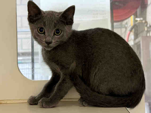 Shelter Stray Male Cat last seen EL CAMINITO FALLBROOK, 5821 Sweetwater Rd, Bonita, CA 91902, USA