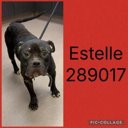 Shelter Stray Female Dog last seen ESTAVILLE, 4214 Fulton Mill Rd, Macon, GA 31216, USA