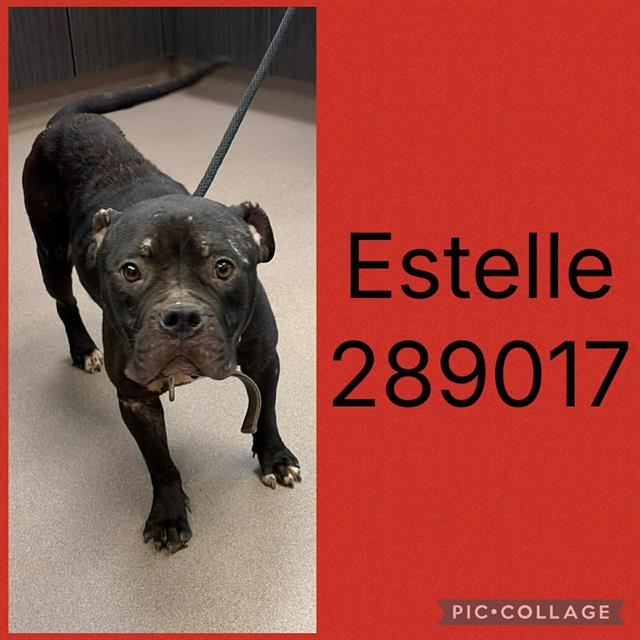 Shelter Stray Female Dog last seen ESTAVILLE, 4214 Fulton Mill Rd, Macon, GA 31216, USA
