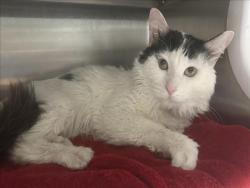 Shelter Stray Male Cat last seen , West Valley Animal Shelter, 20655 Plummer St, Chatsworth, CA 91311, USA