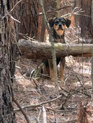 Found/Stray Unknown Dog last seen Hembree Rd/Welcome Rd/i-85 exit 27, Anderson County, SC 29697
