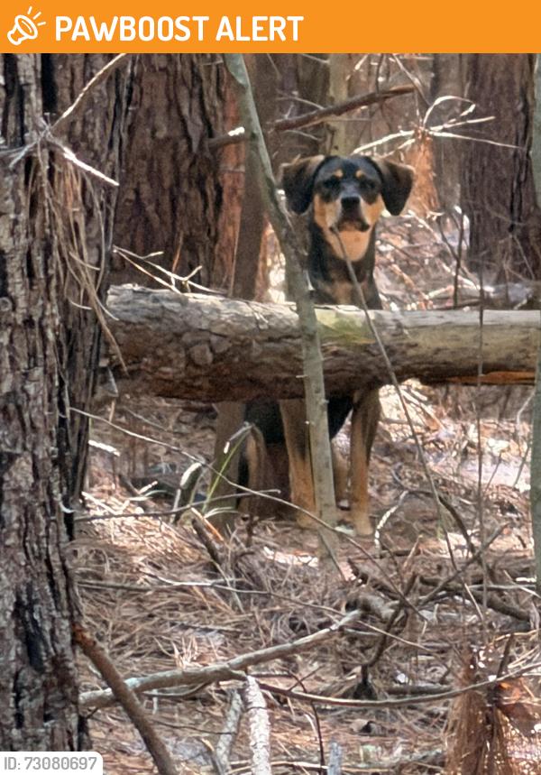 Found/Stray Unknown Dog last seen Hembree Rd/Welcome Rd/i-85 exit 27, Anderson County, SC 29697