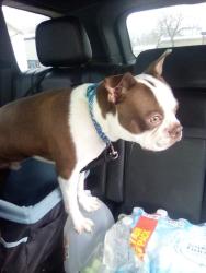 Lost Male Dog last seen Apple cider and fellows st, Timnath, CO 80547