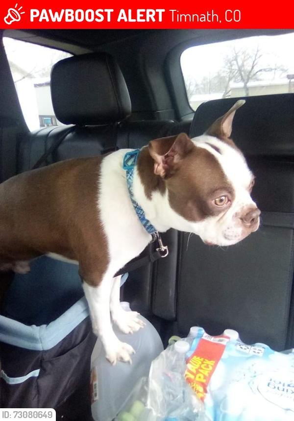 Lost Male Dog last seen Apple cider and fellows st, Timnath, CO 80547