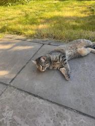 Reunited Female Cat last seen Woodbury Hill LU2, Luton, England LU2