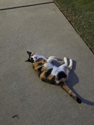 Found/Stray Female Cat last seen Canter trail, Greenville, SC 29609