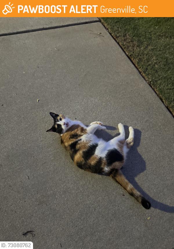 Found/Stray Female Cat last seen Canter trail, Greenville, SC 29609