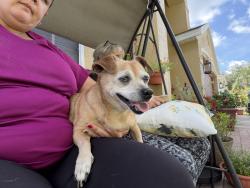 Found/Stray Female Dog last seen river park blvd and esopus, Union Park, FL 32817