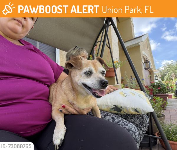 Found/Stray Female Dog last seen river park blvd and esopus, Union Park, FL 32817