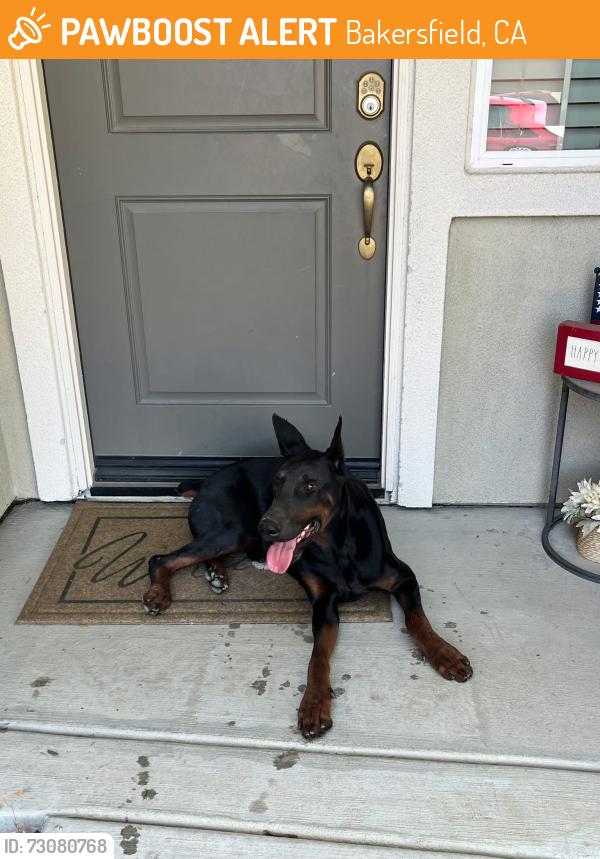 Found/Stray Male Dog last seen Old River & Panama Ln, Bakersfield, CA 93301