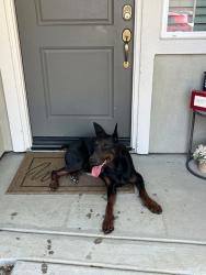 Found/Stray Male Dog last seen Old River & Panama Ln, Bakersfield, CA 93301